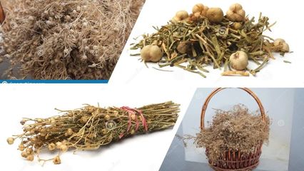 香精与香料(109)-骆驼蓬