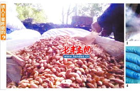 揭小作坊干果生产潜规则 香精随便加双氧水漂白