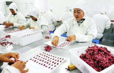 扬企获国内首张樱花深加工产品《食品生产许可证》，引领香精香料行业创新